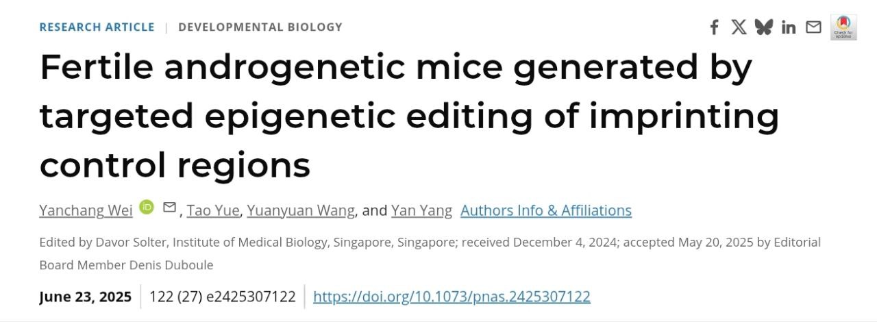 科学家通过编辑两枚精子的_DNA_成功培育出活体小鼠 图1 科学家通过编辑两枚精子的_DNA_成功培育出活体小鼠 图1